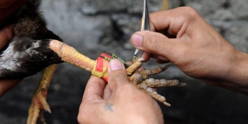 Đá gà cựa dao là một hình thức chiến đấu mang tính sát phạt cao