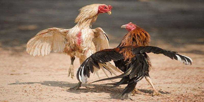 Đá gà Thomo để chỉ những trận đấu gà diễn ra tại khu vực Thomo